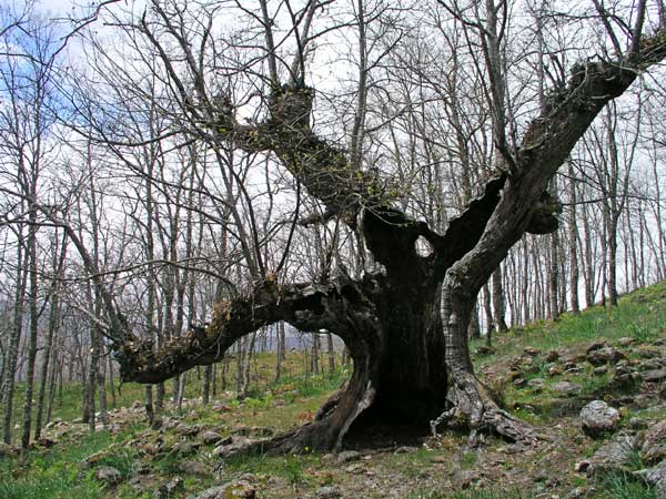 9.2 Serrana-de-la-Vera-076-web.jpg