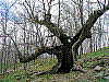 9.2 Serrana-de-la-Vera-076-web.jpg