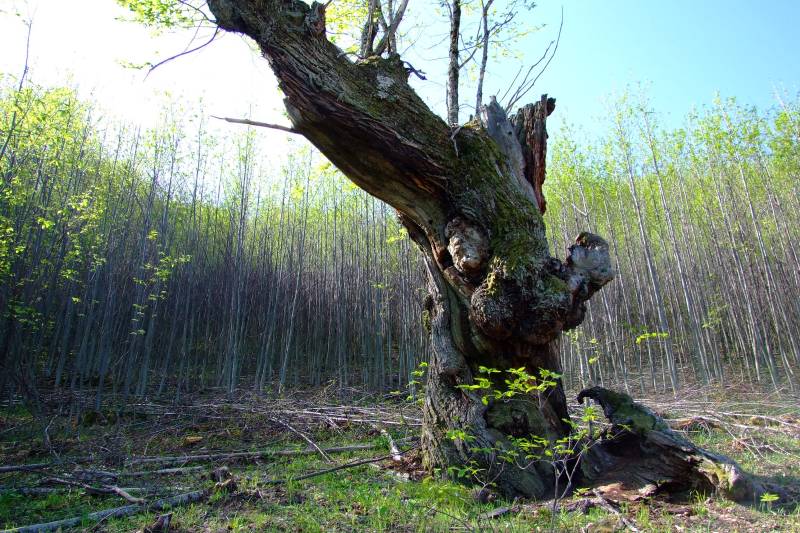 DSCF9342.JPG