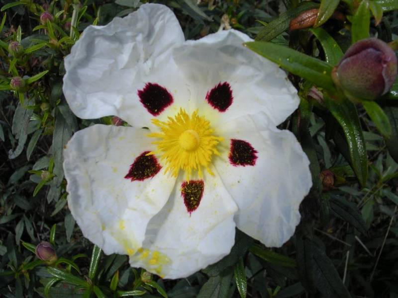 DSCN7567.JPG