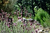 DSCF6414.JPG