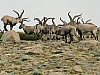 P9130128-rec.jpg